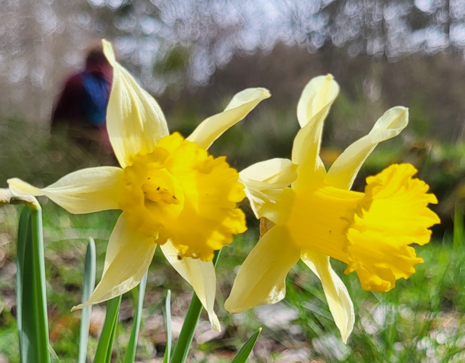 Les Jonquilles