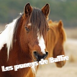 les poneys de baffie